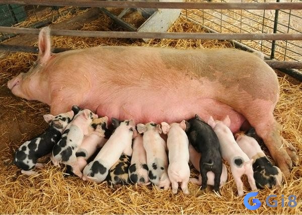 Nằm mơ thấy heo đẻ thường liên quan nhiều đến tình yêu và cuộc sống Nằm mơ thấy heo đẻ thường liên quan nhiều đến tình yêu và cuộc sống