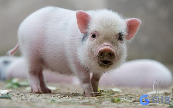 Nằm chiêm bao thấy heo chứa đựng nhiều điềm báo tâm linh Nằm chiêm bao thấy heo chứa đựng nhiều điềm báo tâm linh