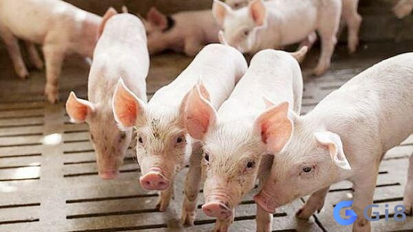 Heo số mấy còn tùy thuộc vào chi tiết giấc mơ như thế nào Heo số mấy còn tùy thuộc vào chi tiết giấc mơ như thế nào
