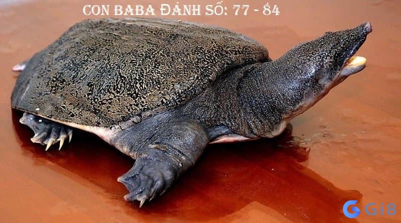 Thấy mình bắt được hai con ba ba trong mơ Thấy mình bắt được hai con ba ba trong mơ