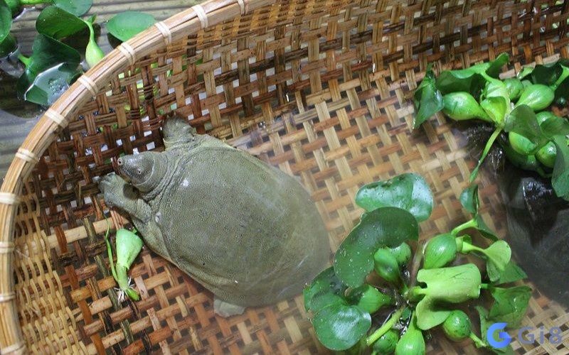 Ba ba là con vật tâm linh dự báo sự bình an mơ thấy ba ba