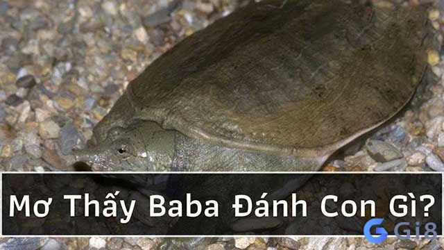Mơ thấy con ba ba đánh con gì đổi đời? Mơ thấy con ba ba đánh con gì đổi đời?