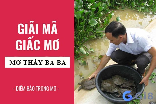 Giấc mơ thấy ba ba mang đến dự cảm gì cho bạn Giấc mơ thấy ba ba mang đến dự cảm gì cho bạn