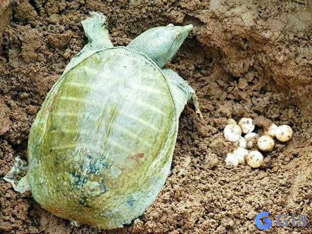 Mơ thấy ba ba có điềm báo gì? Mơ thấy ba ba có điềm báo gì?