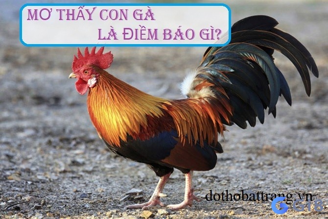 Chiêm bao thấy gà mang đến dự cảm gì cho bạn Chiêm bao thấy gà mang đến dự cảm gì cho bạn
