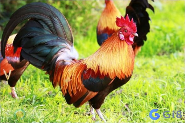 Nằm mơ thấy gà rừng thì hãy chuẩn bị tinh thần đón niềm vui mới Nằm mơ thấy gà rừng thì hãy chuẩn bị tinh thần đón niềm vui mới