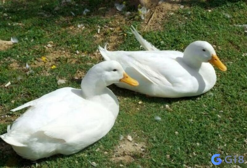 Mơ thấy con vịt có điềm báo gì? Mơ thấy con vịt có điềm báo gì?