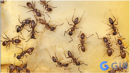 Mộng thấy đàn kiến đang bám quanh người Mộng thấy đàn kiến đang bám quanh người