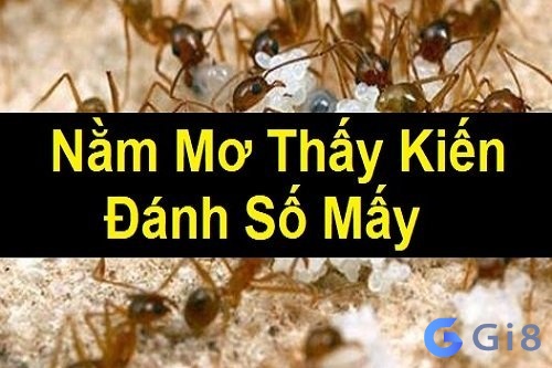 Mơ thấy đàn kiến đánh con gì đổi đời? Mơ thấy đàn kiến đánh con gì đổi đời?