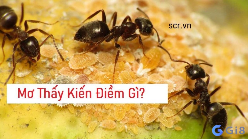 Chiêm bao thấy đàn kiến mang đến dự cảm gì? Chiêm bao thấy đàn kiến mang đến dự cảm gì?