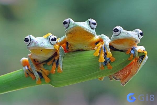 Ý nghĩa của giấc mơ thấy ếch Ý nghĩa của giấc mơ thấy ếch
