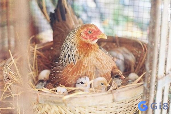 Chi tiết giấc mơ thấy gà con báo hiệu nhiều điều trong cuộc sống Mơ thấy gà con đánh con gì? Cùng gi88 giải mã chi tiết