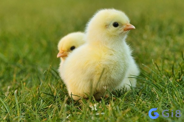 Mơ thấy gà con đánh con gì còn tùy thuộc vào chi tiết giấc mơ như thế nào Mơ thấy gà con đánh con gì còn tùy thuộc vào chi tiết giấc mơ như thế nào