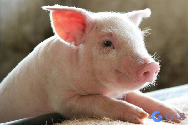 Mơ thấy heo đánh con gì dễ trúng? mơ thấy heo đánh con gì