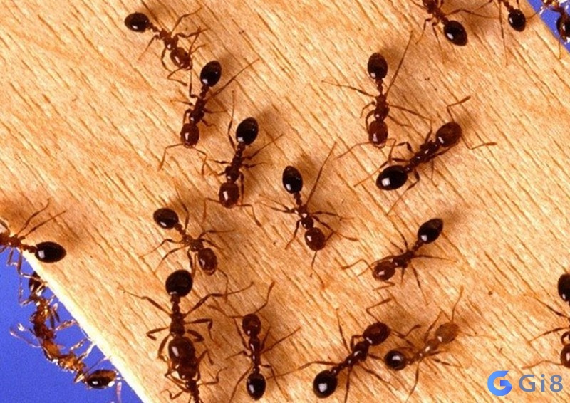 Mơ thấy kiến đánh con gì cho dễ trúng? Mơ thấy kiến đánh con gì cho dễ trúng?