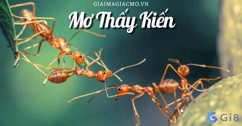 Ý nghĩa về giấc mơ thấy Kiến Ý nghĩa về giấc mơ thấy Kiến