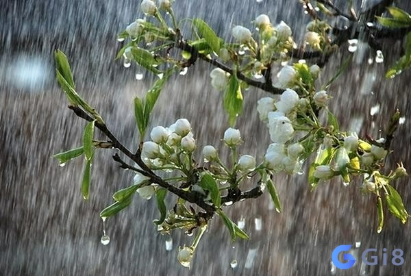 Mơ thấy mưa rơi thường liên quan đến vấn đề tài chính Mơ thấy mưa rơi thường liên quan đến vấn đề tài chính