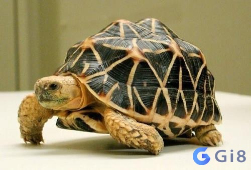 Rùa nằm trong bộ tứ đại linh kiệt là: Long, ly, quy, phụng Rùa nằm trong bộ tứ đại linh kiệt là: Long, ly, quy, phụng