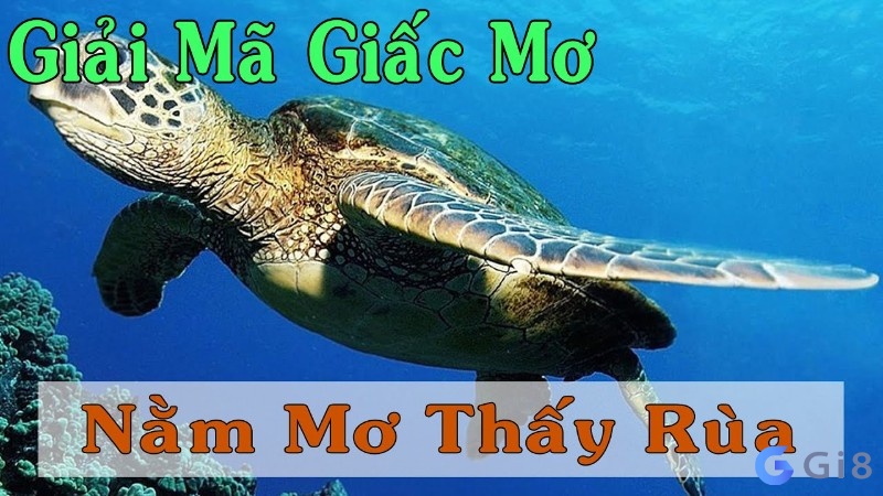 Nằm mơ thấy rùa mang đến dự cảm gì cho chủ nhân của giấc mơ Nằm mơ thấy rùa mang đến dự cảm gì cho chủ nhân của giấc mơ
