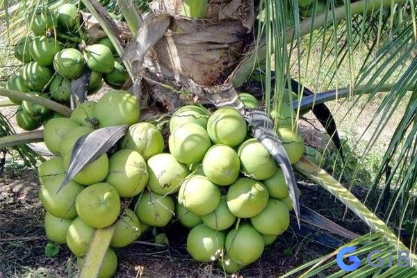 Mơ thấy trái dừa nên đánh con gì còn tùy thuộc vào chi tiết trong giấc mơ Mơ thấy trái dừa nên đánh con gì còn tùy thuộc vào chi tiết trong giấc mơ