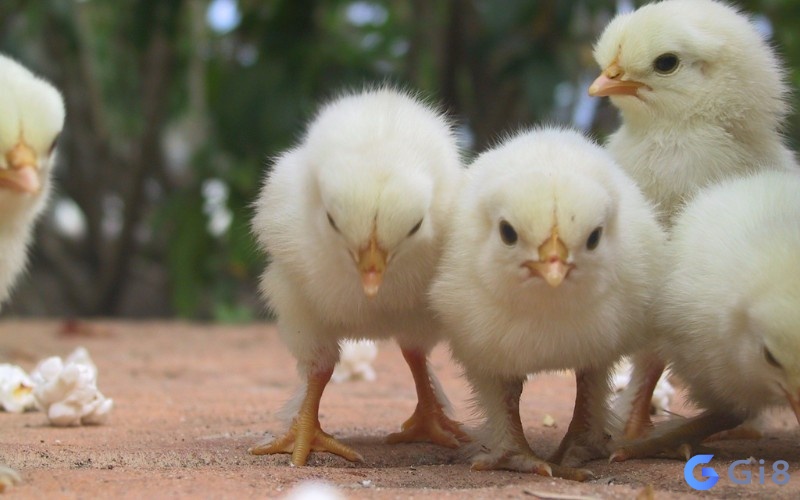 Giấc mơ cho thấy bạn sắp phát lộc Giấc mơ cho thấy bạn sắp phát lộc