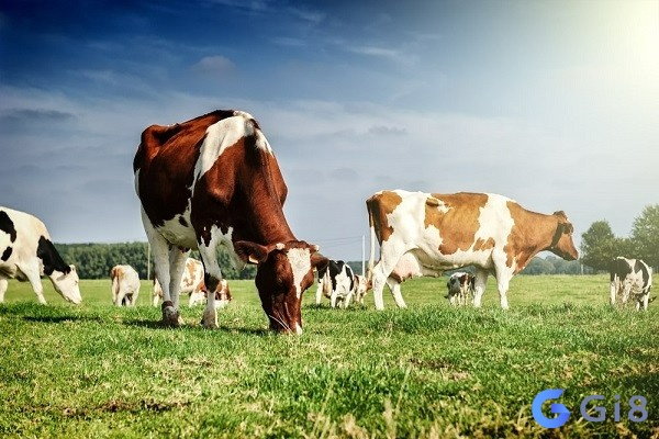 Giải mã chiêm bao thấy bò xuất hiện nằm mơ thấy bò