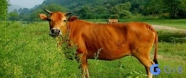 Giải mã chiêm bao thấy bò xuất hiện mơ thấy con bò
