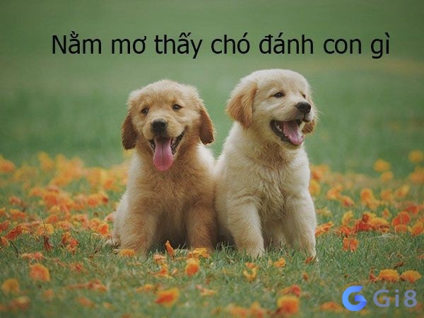 Nằm mơ thấy con chó đánh số mấy? Nằm mơ thấy con chó đánh số mấy