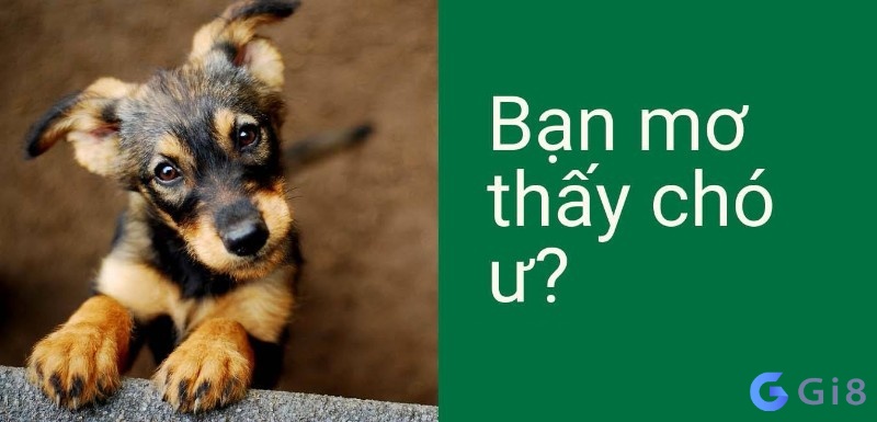 Mơ thấy con chó có điềm gì? Nằm mơ thấy con chó đánh số mấy