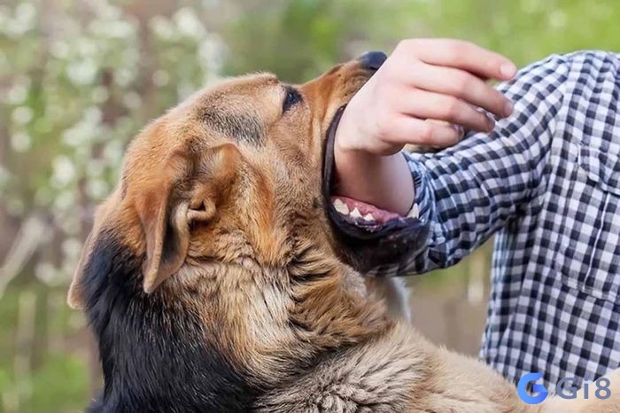 Mơ bị chó cắn hẳn là điều không tốt nằm mơ thấy con chó đánh số mấy