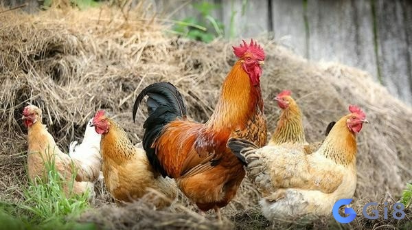 Giải mã điềm báo mơ thấy gà xuất hiện mơ thấy gà