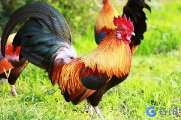 Nằm mơ thấy con gà đánh số gì? nằm mơ thấy con gà