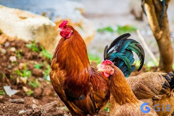 Ý nghĩa chiêm bao thấy gà xuất hiện mơ thấy gà