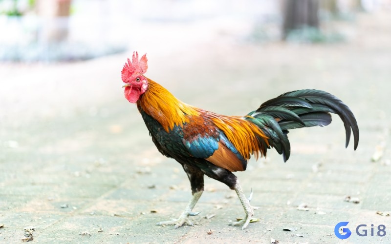 Hình ảnh gà trống mang biểu tượng may mắn nằm mơ thấy con gà trống đánh số mấy