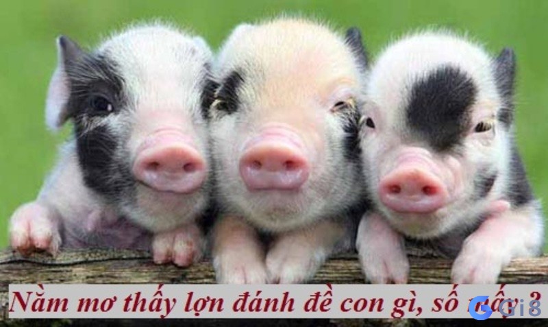 Bật mí con số may mắn liên quan đến con heo nằm mơ thấy con heo đánh số gì