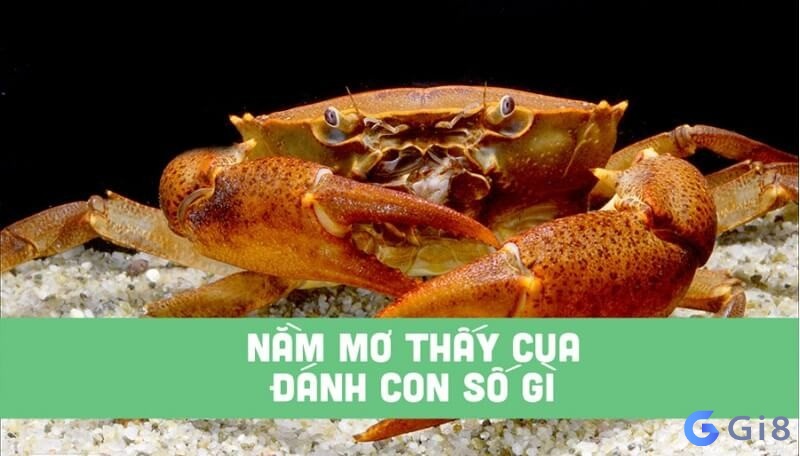 Chiêm bao thấy cua đánh con gì thắng lớn liệu bạn có biết? nằm mơ thấy cua đánh con gì
