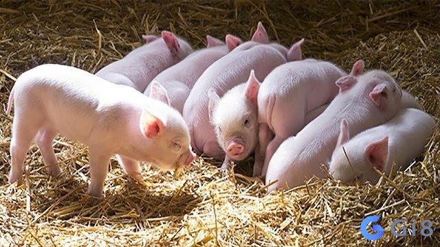 Heo là vật nuôi vô cùng gần gũi với con người Heo là vật nuôi vô cùng gần gũi với con người