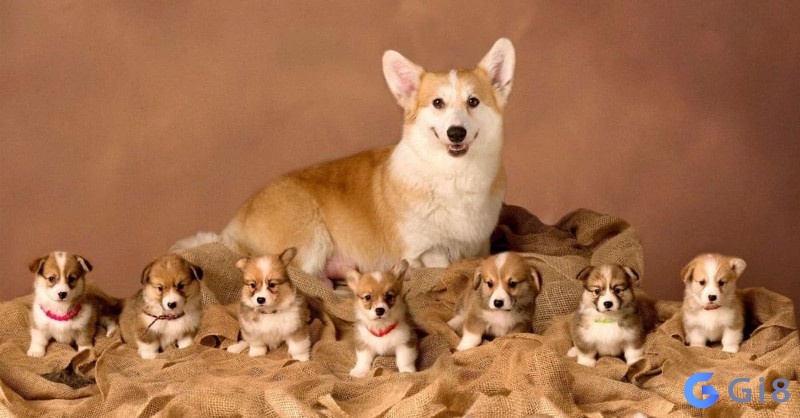 Ý nghĩa khi nằm mơ thấy nhiều chó nằm mơ thấy nhiều chó đánh con gì