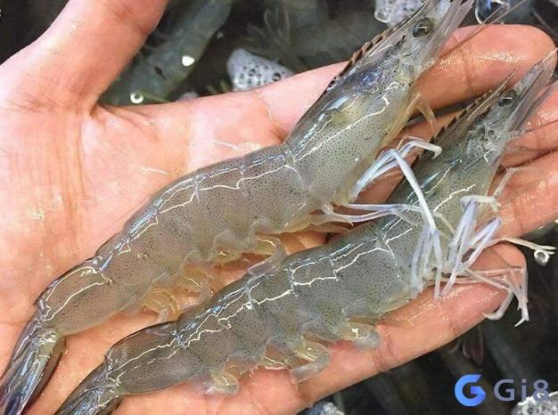 Nằm mơ thấy tôm đánh con gì cho chuẩn? nằm mơ thấy tôm đánh con gì
