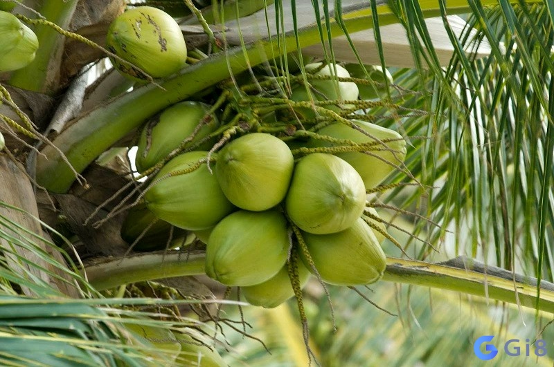 Nằm mơ thấy trái dừa đánh số mấy dễ trúng? nằm mơ thấy trái dừa đánh số mấy dễ trúng?
