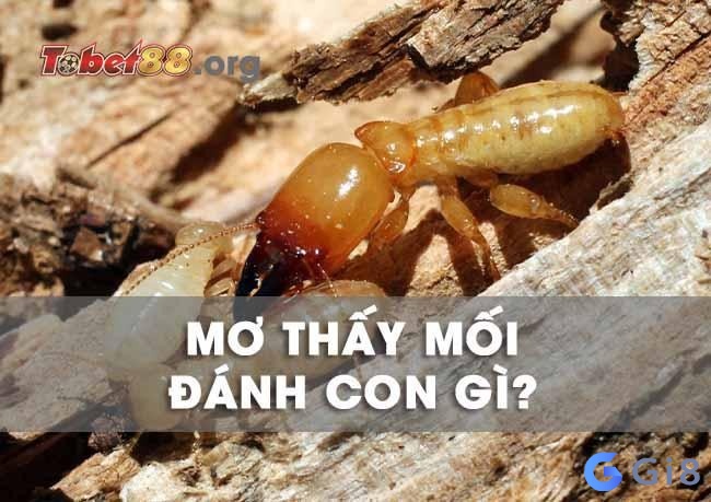 Ngủ mơ thấy mối thì nên đánh con số gì? Ngủ mơ thấy mối thì nên đánh con số gì?