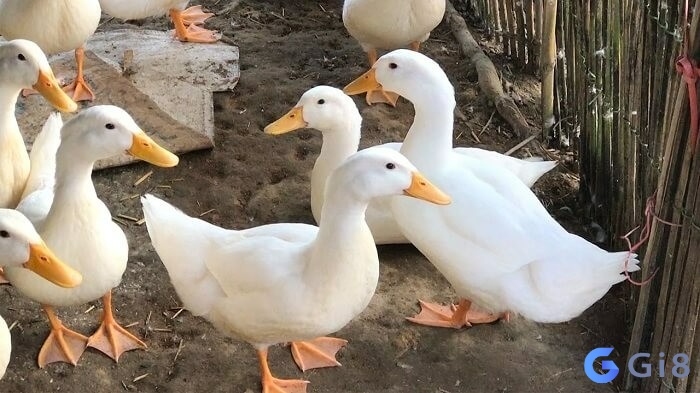 Nằm mơ thấy đàn vịt là báo điềm gì? nằm mơ thấy đàn vịt đánh số mấy