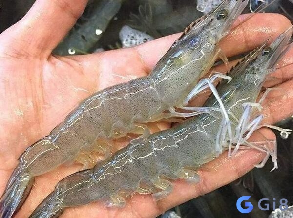 Nằm chiêm bao thấy tôm đánh con gì còn tùy thuộc vào chi tiết giấc mơ Nằm chiêm bao thấy tôm đánh con gì còn tùy thuộc vào chi tiết giấc mơ