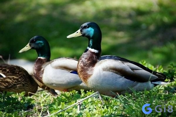 Vịt là số mấy còn tùy thuộc vào chi tiết của giấc mơ Vịt là số mấy còn tùy thuộc vào chi tiết của giấc mơ