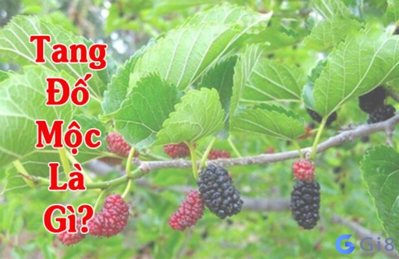 Mệnh tang đố mộc là gì? Mệnh tang đố mộc là gì?