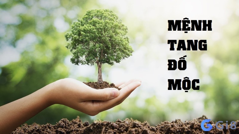 Người có mệnh Tang Đố Mộc sẽ như thế nào? Người có mệnh Tang Đố Mộc sẽ như thế nào?