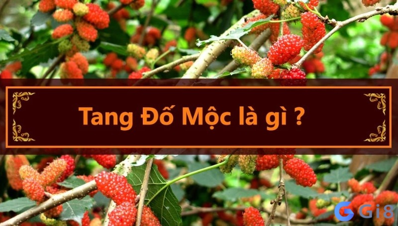 Tang đố mộc là gì? Tang đố mộc là gì?