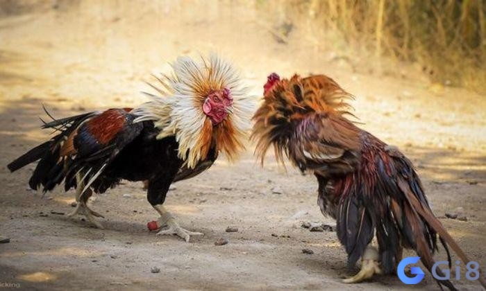 Hình dáng của gà đá dọc mé (con bên trái) để bạn biết cách bắt gà đá tốt Hình dáng của gà đá dọc mé (con bên trái) để bạn biết cách bắt gà đá tốt