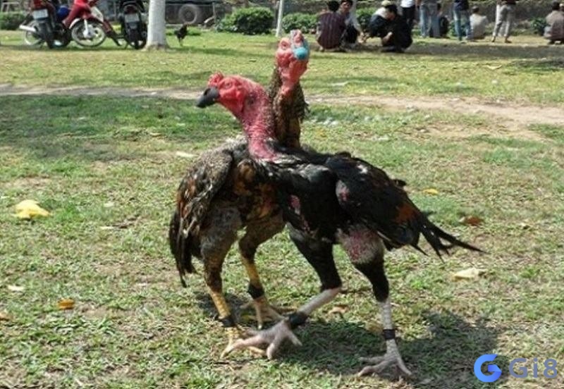 Đặc điểm của gà chọi ôm đấm Đặc điểm của gà chọi ôm đấm