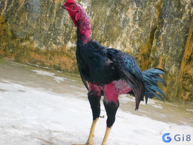 Hình ảnh một chú gà chọi có thể chất tốt Hình ảnh một chú gà chọi có thể chất tốt